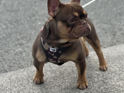 Female big rope French Bulldog puppy 3 months old in Dublin
