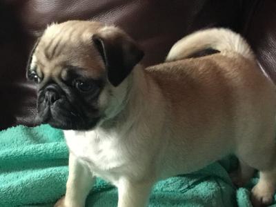 Extra special IKC Registered(pending) female Pug puppy in Cork