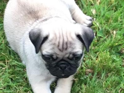 Extra special IKC Registered(pending) female Pug puppy in Cork