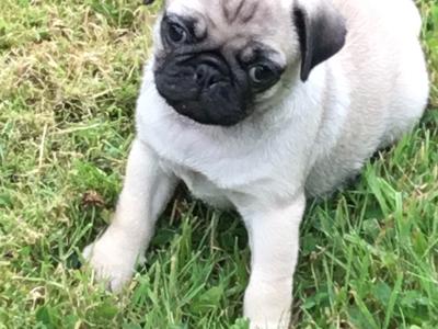 Extra special IKC Registered(pending) female Pug puppy in Cork