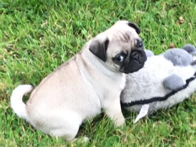 Extra special IKC Registered(pending) female Pug puppy in Cork