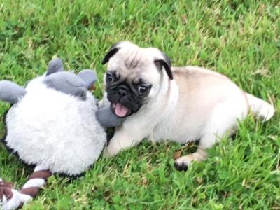 Extra special IKC Registered(pending) female Pug puppy in Cork
