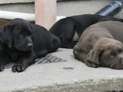 Adorable Chunky Black and Chocolate purebred IKC Registered(pending) Labrador puppies in Waterford
