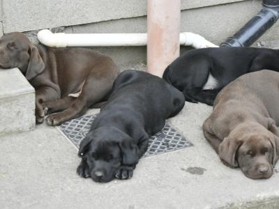 Adorable Chunky Black and Chocolate purebred IKC Registered(pending) Labrador puppies in Waterford