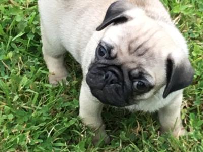 Extra special IKC Registered(pending) female Pug puppy in Cork