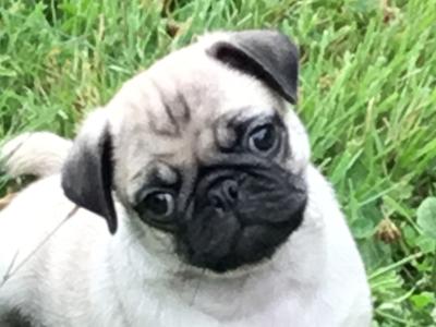 Extra special IKC Registered(pending) female Pug puppy in Cork