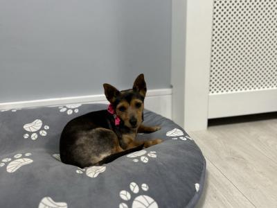 Gigi is a 4 year old female Jack Russell X dog in Limerick