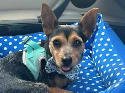Gigi is a 4 year old female Jack Russell X dog in Limerick