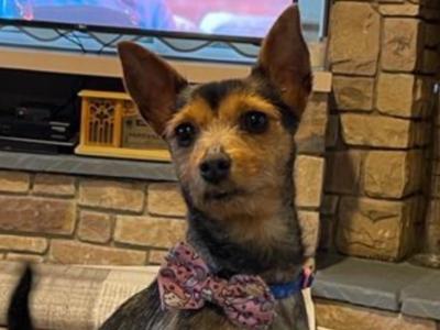 Gigi is a 4 year old female Jack Russell X dog in Limerick