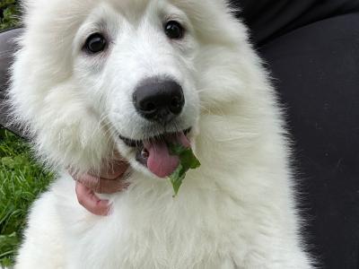 Samoyed puppies in Fermanagh - actual teddy bears 0871486601