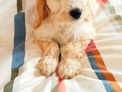 Beautiful Cockpoo puppies in Meath