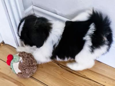 Shih Tzu puppies in Clare