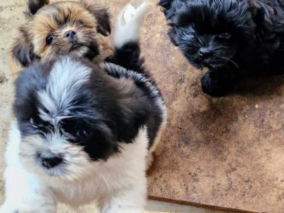 Shih Tzu puppies in Clare