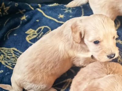 Beautiful Cockpoo puppies in Meath