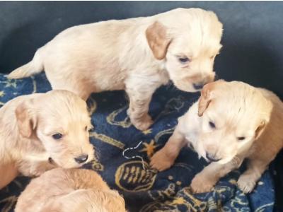 Beautiful Cockpoo puppies in Meath