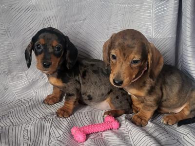 Miniature Dachshund puppies in Tipperary
