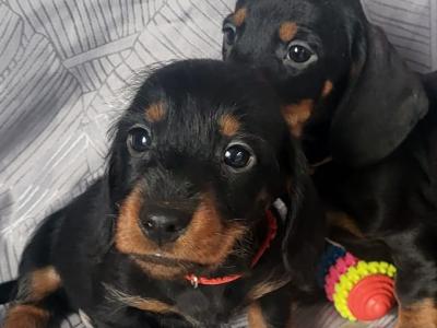 Miniature Dachshund puppies in Tipperary