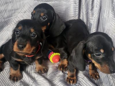 Miniature Dachshund puppies in Tipperary