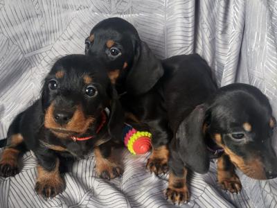 Miniature Dachshund puppies in Tipperary