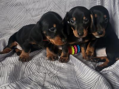Miniature Dachshund puppies in Tipperary