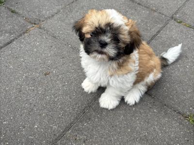 2 beautiful Shih Tzu girl puppies in Galway