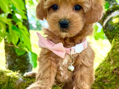 Veterinary health checked Maltipoo puppies in Cavan