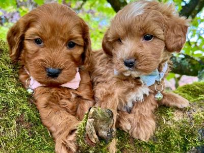 Veterinary health checked Maltipoo puppies in Cavan