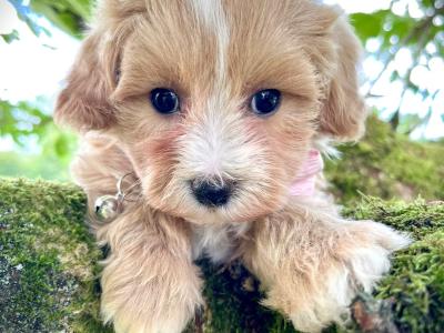 Veterinary health checked Maltipoo puppies in Cavan