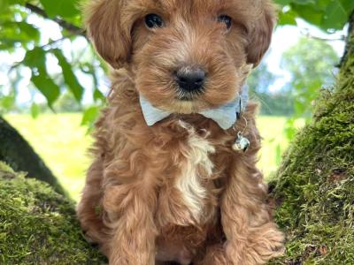 Veterinary health checked Maltipoo puppies in Cavan