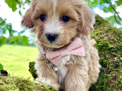 Veterinary health checked Maltipoo puppies in Cavan