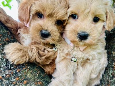 Veterinary health checked Maltipoo puppies in Cavan