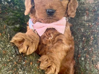 Veterinary health checked Maltipoo puppies in Cavan