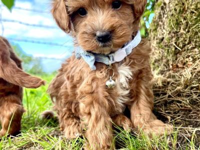 Veterinary health checked Maltipoo puppies in Cavan