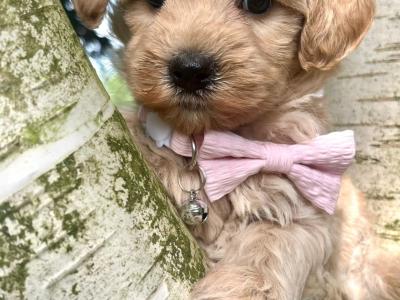 Veterinary health checked Maltipoo puppies in Cavan