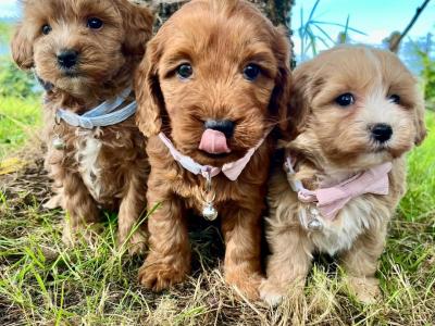 Veterinary health checked Maltipoo puppies in Cavan