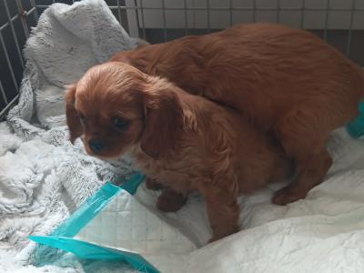Ruby Cavalier King Charles puppies in Mayo