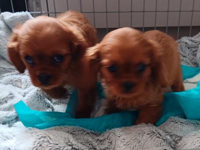 Ruby Cavalier King Charles