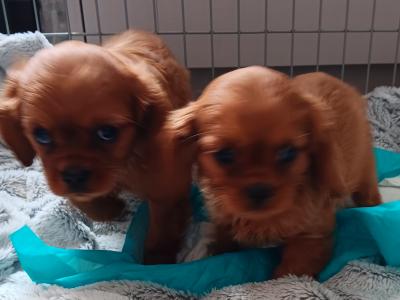 Ruby Cavalier King Charles puppies in Mayo