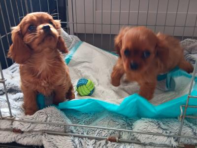 Ruby Cavalier King Charles puppies in Mayo