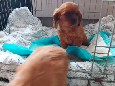 Ruby Cavalier King Charles puppies in Mayo