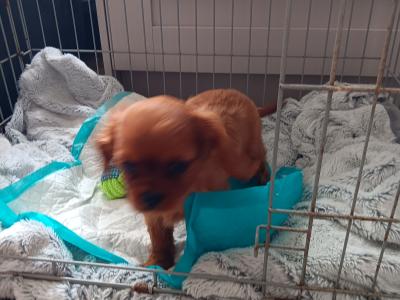 Ruby Cavalier King Charles puppies in Mayo