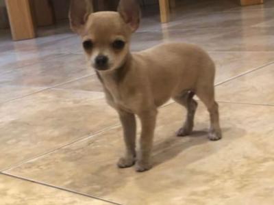 Female Chihuahua puppy in Galway