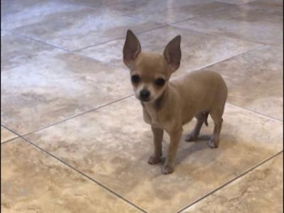 Female Chihuahua puppy in Galway