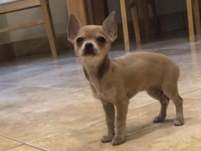 Female Chihuahua puppy in Galway