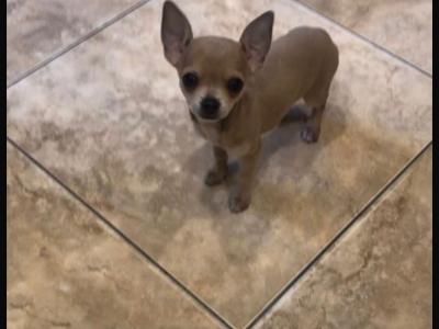 Female Chihuahua puppy in Galway