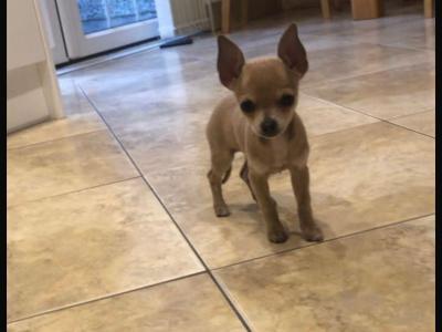 Female Chihuahua puppy in Galway