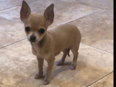 Female Chihuahua puppy in Galway