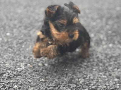 Male Miniature Yorkshire Terrier puppy in Limerick
