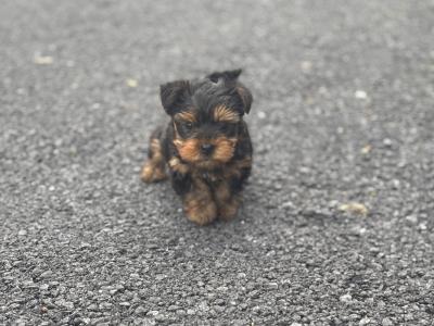 Male Miniature Yorkshire Terrier puppy in Limerick