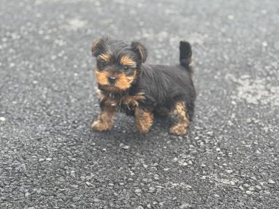 Male Miniature Yorkshire Terrier puppy in Limerick